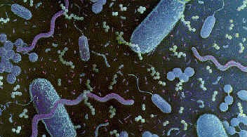 bacteria4qb