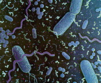 bacteria4qb