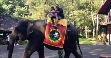 Naik gajah