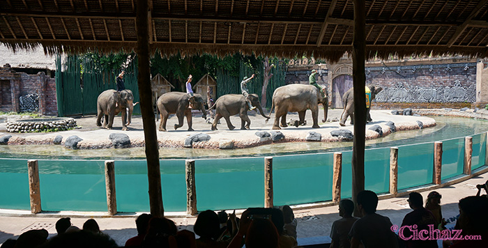 Elephant show - Safari Marine Park