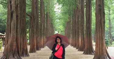 Nami Island Metasequoia path