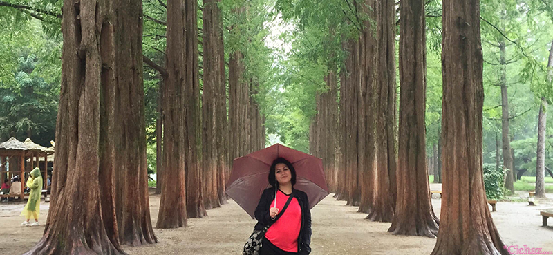 Nami Island Metasequoia path